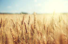 Levains déshydratés de Tritordeum (exclusivité Böcker France)